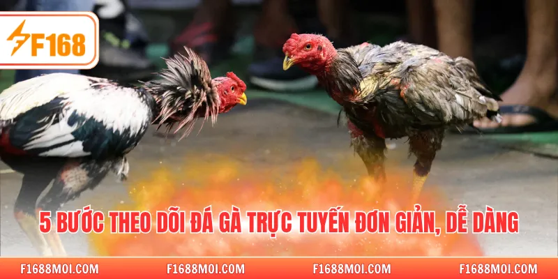 5 bước theo dõi đá gà trực tuyến đơn giản, dễ dàng