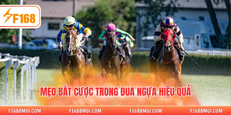 Mẹo bắt cược trong đua ngựa hiệu quả