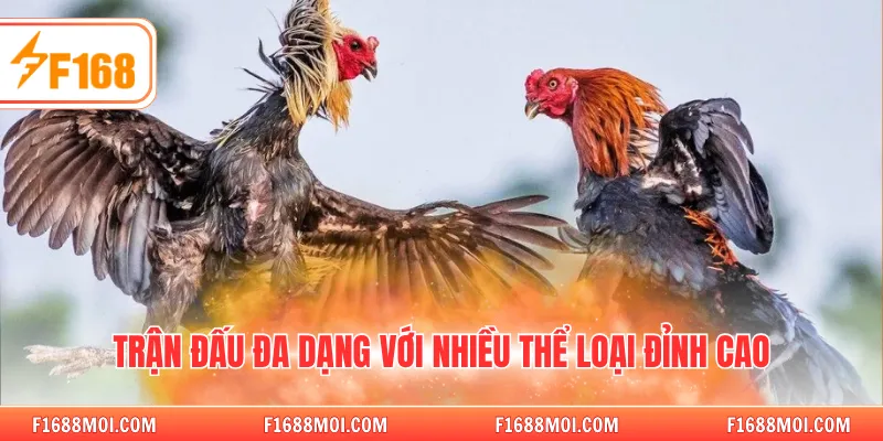 Trận đấu đa dạng với nhiều thể loại đỉnh cao